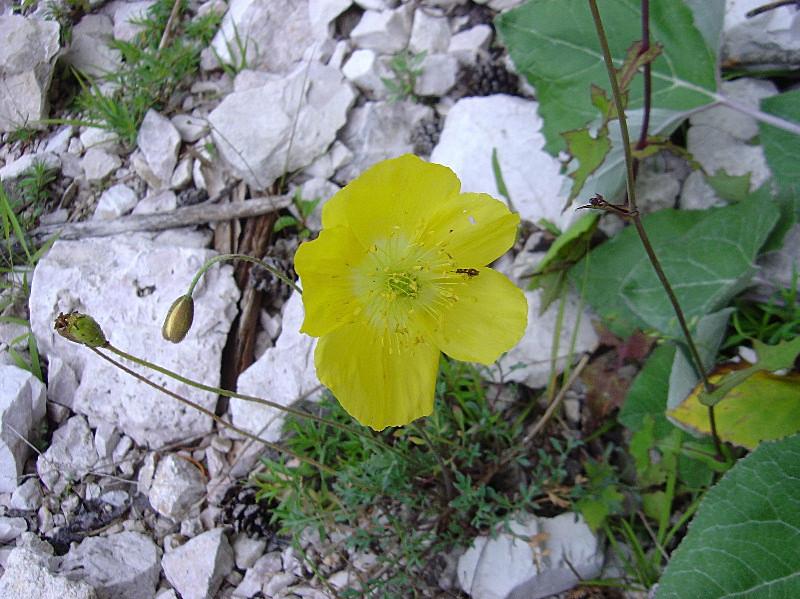 Papaver alpinum / Papavero alpino